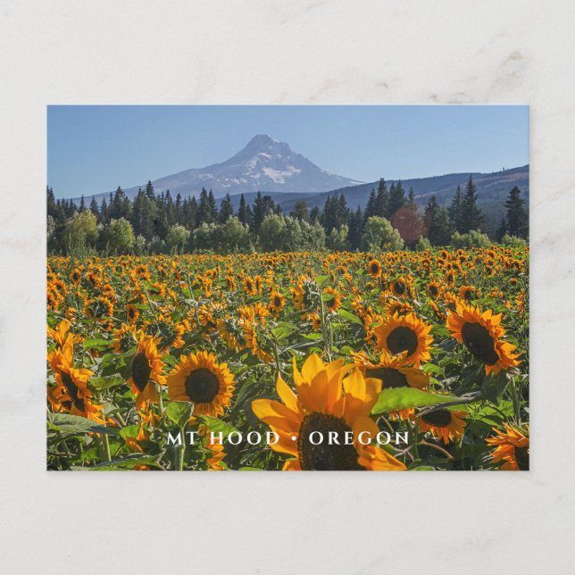 Carte Postale Mt Hood | Oregon (Devant)