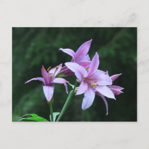 Carte Postale Mt Jefferson Oregon Flora Flower Botany Fleur sauv