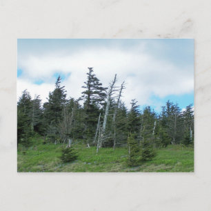 Carte Postale Mt. Mitchell