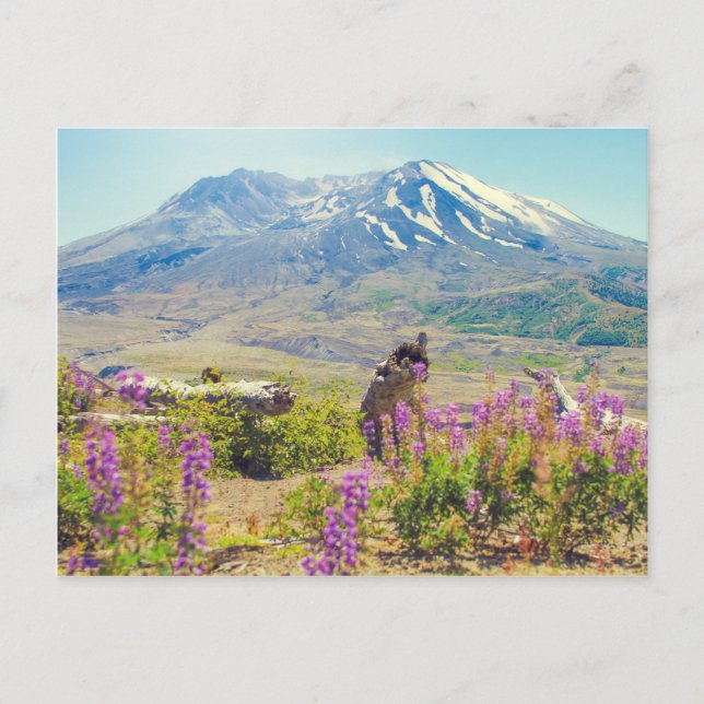 Carte Postale Mt. St. Helens (Devant)