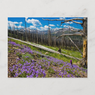 Carte Postale Mt. Washburn