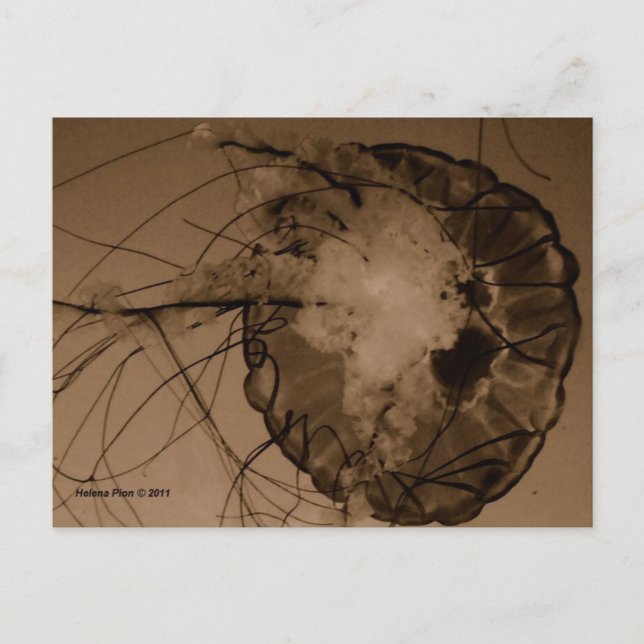 CARTE POSTALE MTV 4 (Devant)