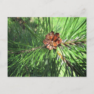 Carte postale Mugo Pine