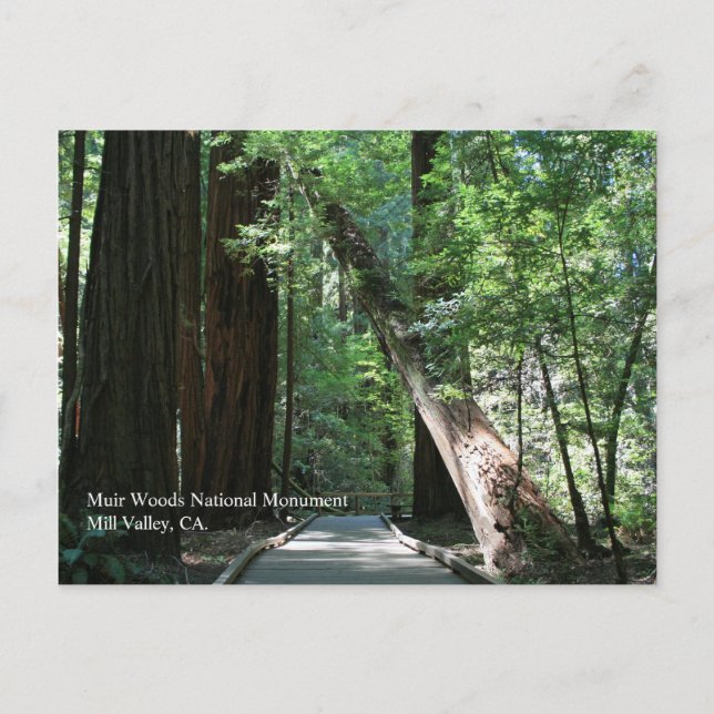 Carte postale Muir Woods (Devant)