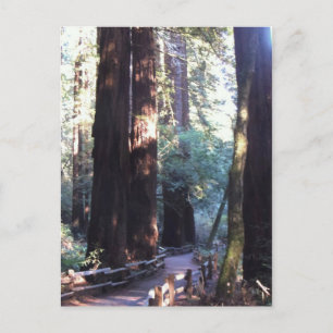 Carte Postale Muir Woods