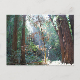 Carte Postale Muir Woods Californie