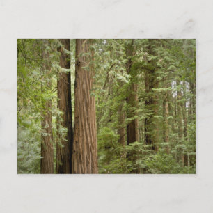 Carte Postale Muir Woods National Monument, Nord