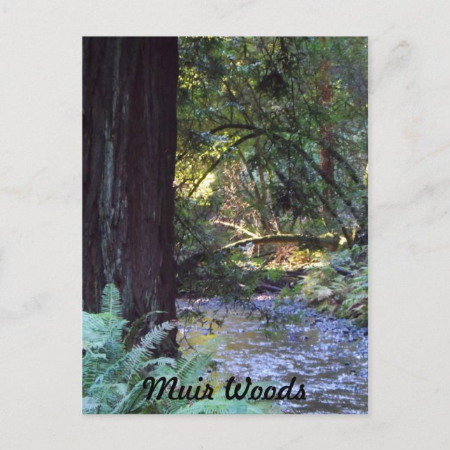 Carte Postale Muir Woods Stream (Devant)