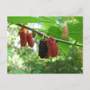 Carte Postale Mulberry Tree