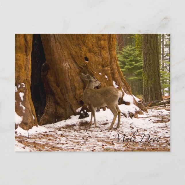 Carte Postale Mule Deer (Devant)