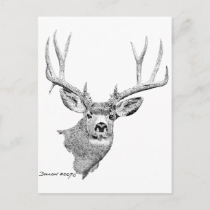 Carte Postale Mule Deer