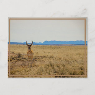 Carte Postale Mule Deer