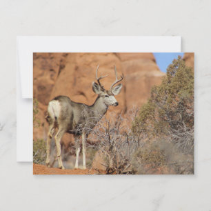 Carte Postale Mule Deer