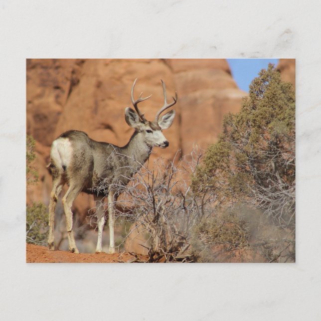 Carte Postale Mule Deer (Devant)