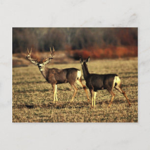 Carte Postale Mule Deer