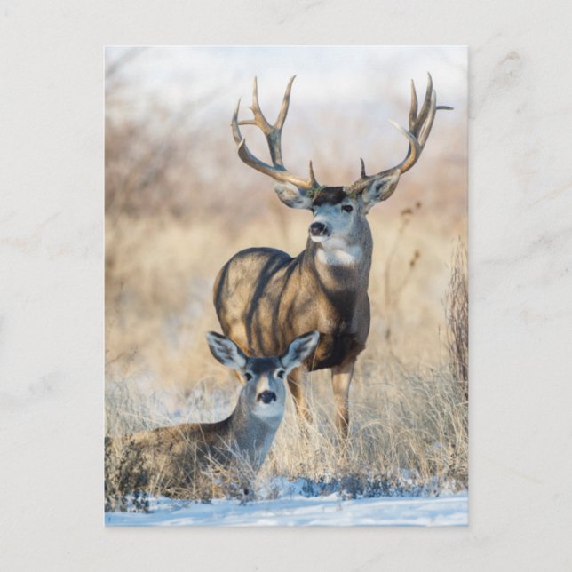 Carte Postale Mule Deer Buck et Doe (Devant)