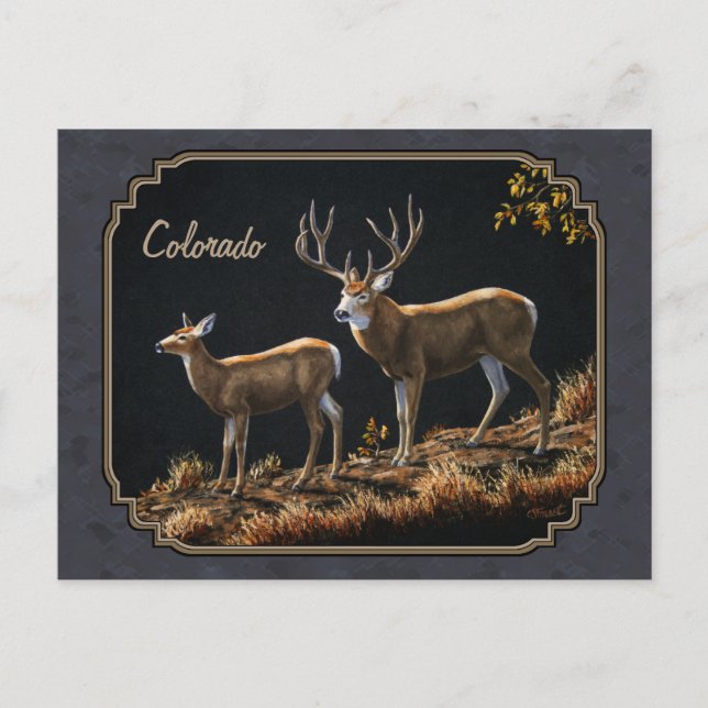 Carte Postale Mule Deer Buck et Doe Grey Custom (Devant)