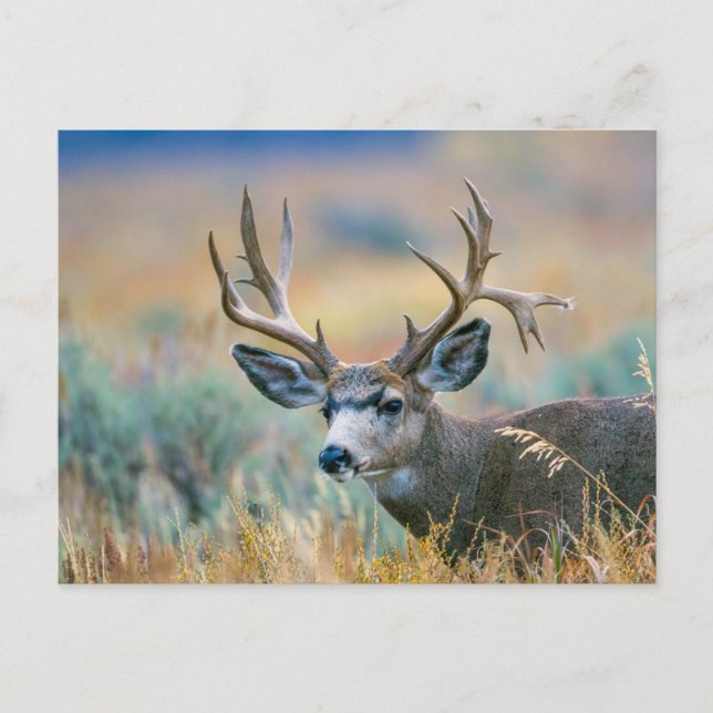 Carte Postale Mule Deer Buck | Parc national du Grand Teton Wyom (Devant)