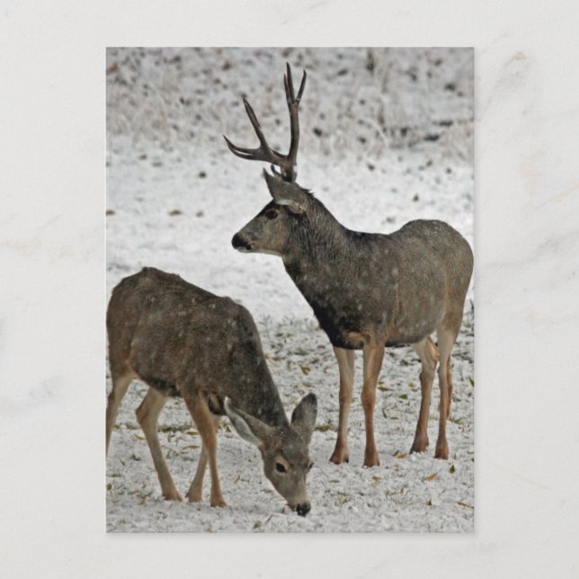 Carte Postale Mule deer bue et doe (Devant)