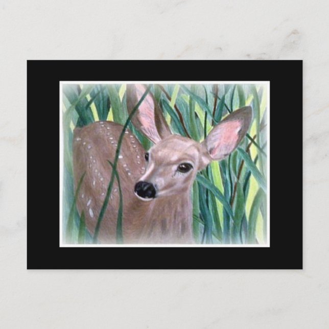 Carte Postale Mule Deer Fawn (Devant)