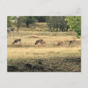 Carte Postale Mule Deer in a Field, Joseph, Oregon