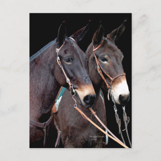 Carte Postale Mule Twosome