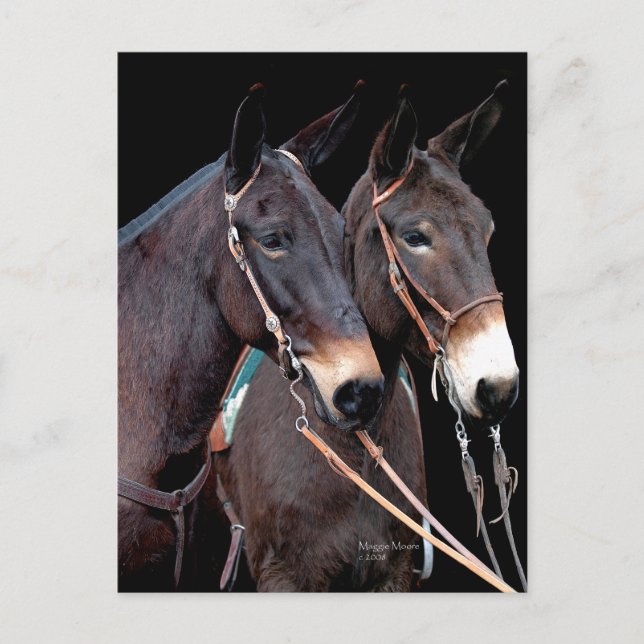 Carte Postale Mule Twosome (Devant)