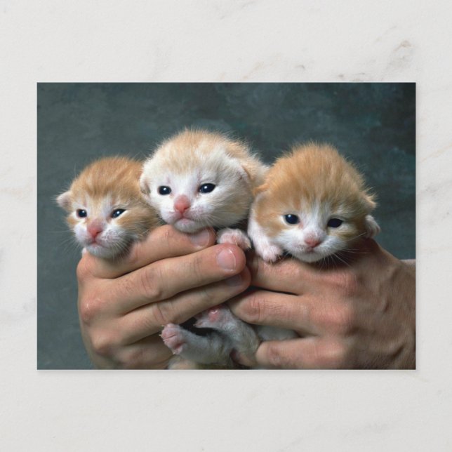 Carte Postale Munchkins (Devant)