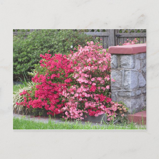 Carte Postale Mur Azalea (Devant)