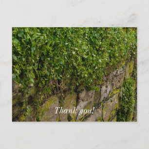 Carte Postale Mur de lierre