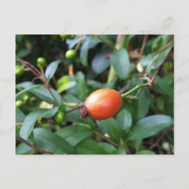 Carte Postale mûrir à la hanche rose (Devant)