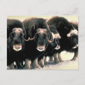 Carte Postale Musc Oxen