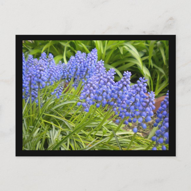 Carte Postale Muscari (Devant)