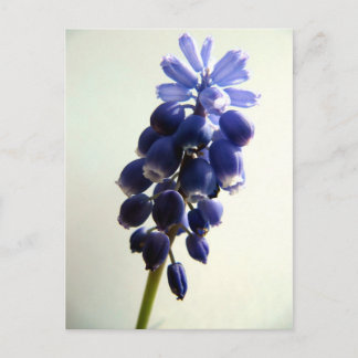 Carte Postale Muscari