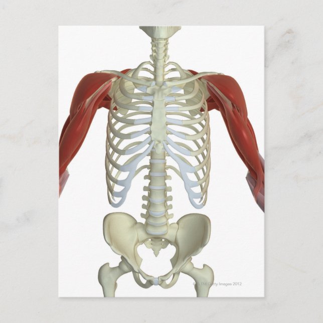 Carte Postale Muscles de l'épaule 2 (Devant)
