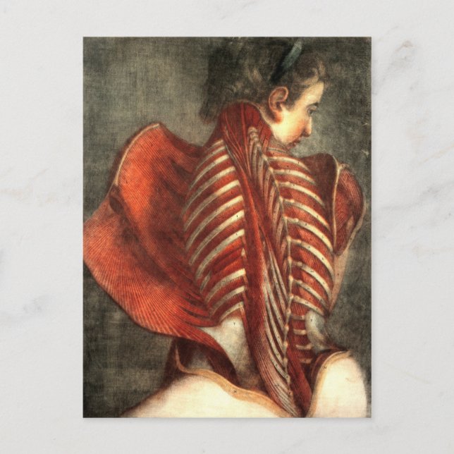 Carte Postale Muscles du dos dans une femelle (Devant)