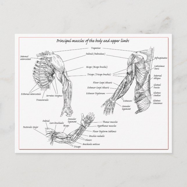 Carte Postale Muscles du haut du corps (Devant)