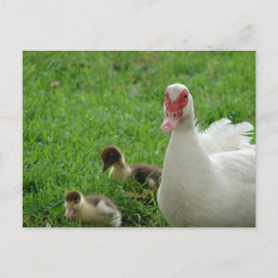 Carte Postale Muscovy Hen Et Canettes