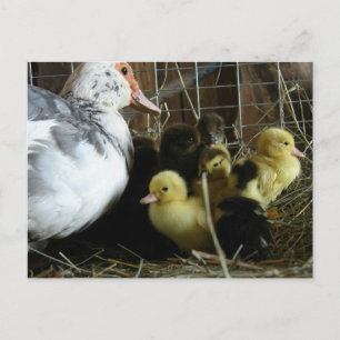Carte Postale Muscovy Hen et colliers