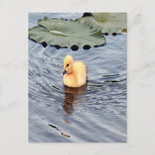 Carte Postale Muscovy jaune, photo