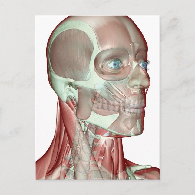 Carte Postale Musculosquelette de la tête et du cou 5 (Devant)