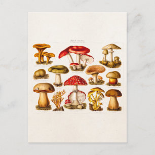 Carte Postale Mushrooms de la variety rouge