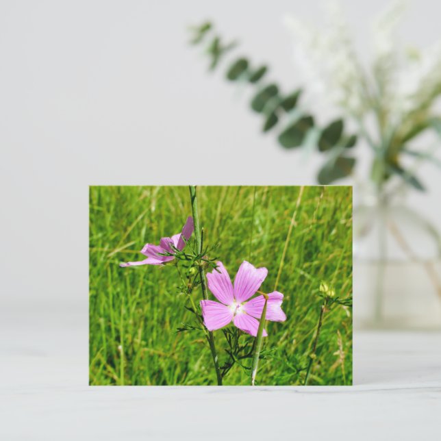 Carte Postale Musk-mallow (Debout devant)
