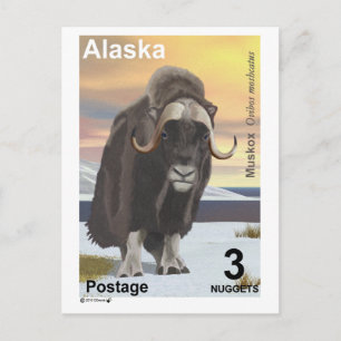 Carte Postale Muskox