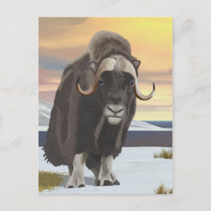 Carte Postale Muskox