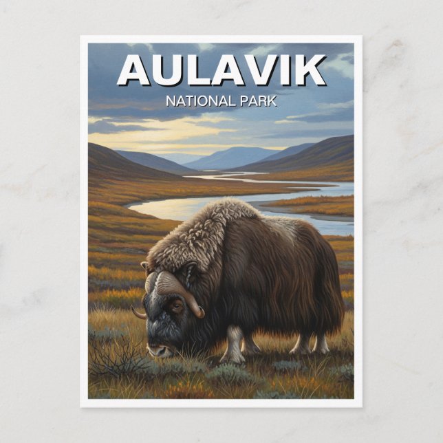 Carte Postale Muskox dans le parc national Aulavik Canada (Devant)