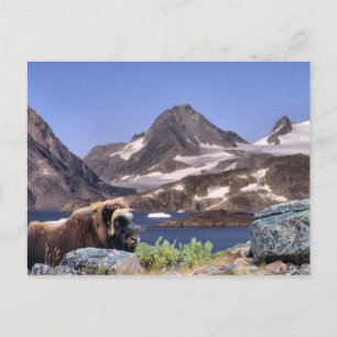 Carte Postale Muskus au Groenland