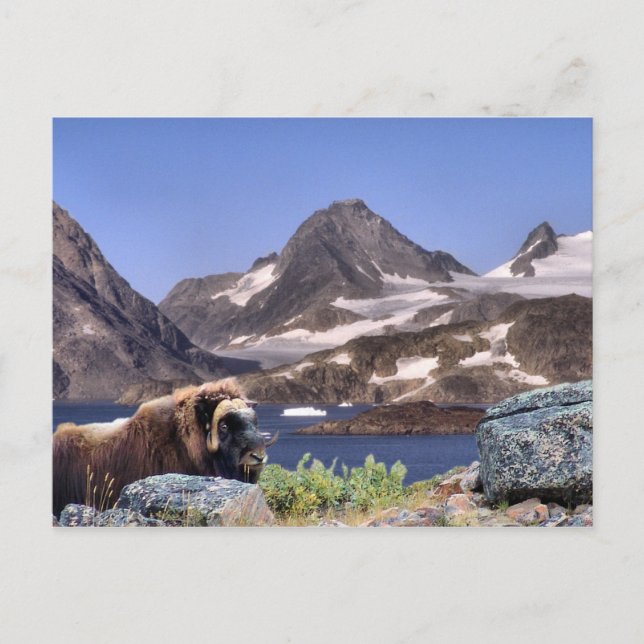 Carte Postale Muskus au Groenland (Devant)
