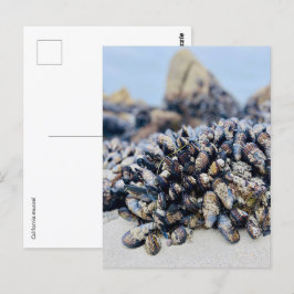 Carte postale - Mussel de Californie