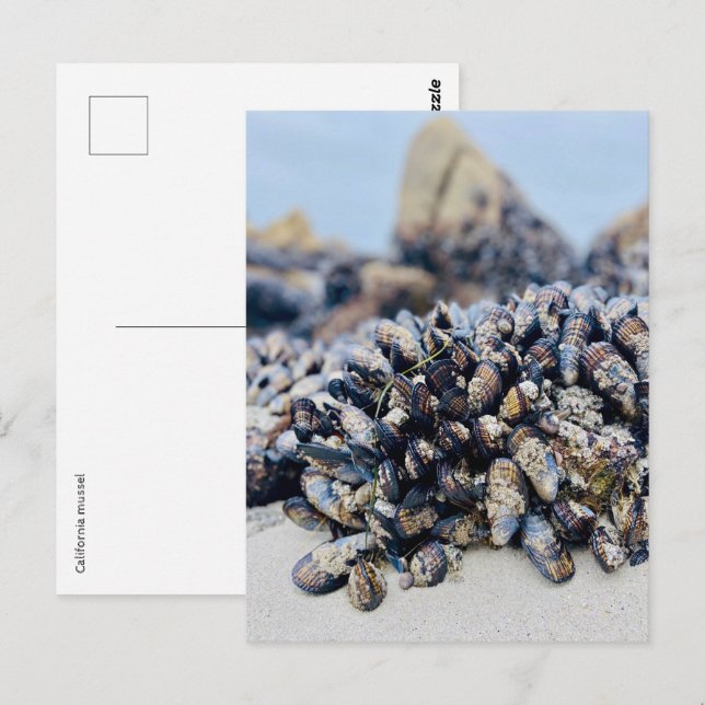 Carte postale - Mussel de Californie (Devant / Derrière)